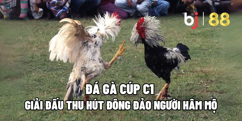 Đá Gà Cúp C1 – Giải Đấu Thu Hút Đông Đảo Người Hâm Mộ 9 da ga cup c1
