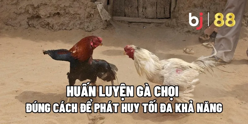 Huấn Luyện Gà Chọi Đúng Cách Để Phát Huy Tối Đa Khả Năng 3 huan luyen ga choi
