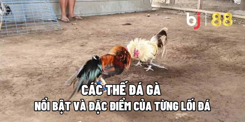 Các Thế Đá Gà Nổi Bật Và Đặc Điểm Của Từng Lối Đá 5 the da ga